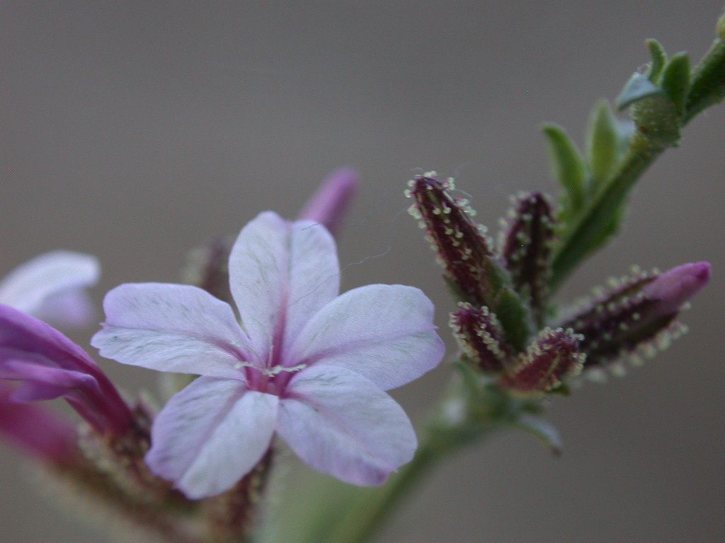 Plumbago europaea / Caprinella